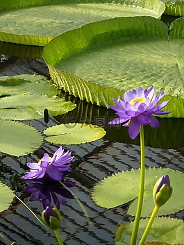 水百合,睡蓮,巨人
