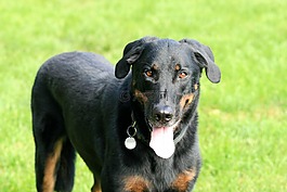 狗,動(dòng)物,beauceron