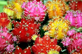 仙人掌,鮮花,明亮