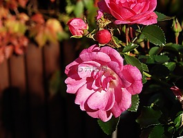 玫瑰,花園,裝修