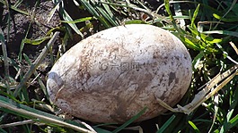雞蛋,性質(zhì),鳥