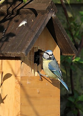 藍雀,鳥,毛蟲