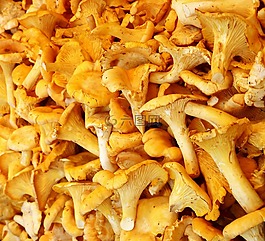 chanterelles,蘑菇,食用