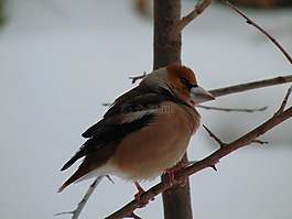 鳥(niǎo),野生動(dòng)物,性質(zhì)