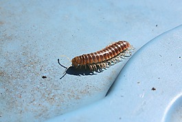 蜈,蔓延,昆虫