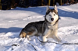 赫斯基,狗,西伯利亞雪橇犬