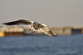 鳥,海鷗,海