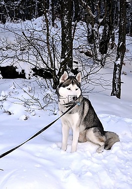 赫斯基,狗,西伯利亞雪橇犬