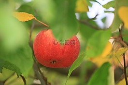 蘋果,紅色,綠色