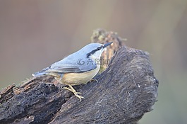 bluetit,自然,鸟