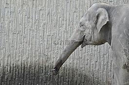 大象,動(dòng)物園,灰色