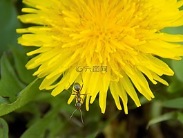 蒲公英,螞蟻,宏