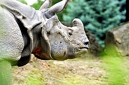 犀牛,動物園,角