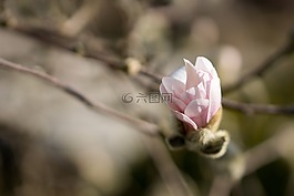 玉蘭,鮮花,花卉