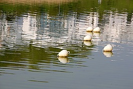 湖,浮标水,耶