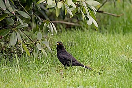 黑鳥,鳴鳥,草地