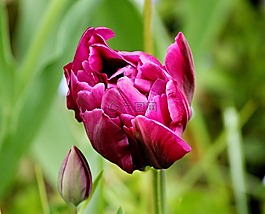 郁金香,充滿,tulpenbluete