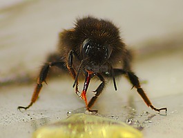 蜜蜂,特寫,蜂蜜