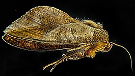 蛾类,蝴蝶,nahufnahme