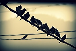 鳥,坐,電線