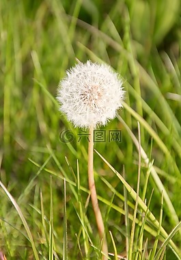 蒲公英,春天,性質(zhì)