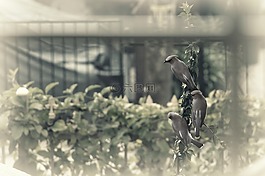 鸟,坐,电线