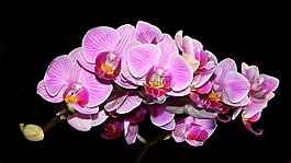 時光,紫色,花