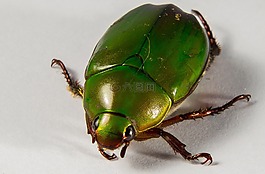 熱帶甲蟲,綠色,關(guān)閉