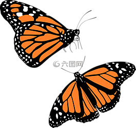 動(dòng)物,蝴蝶,昆蟲(chóng)