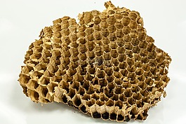 黃蜂,蜂窩,蜂蜜