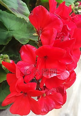 顏色,性質(zhì),kvity