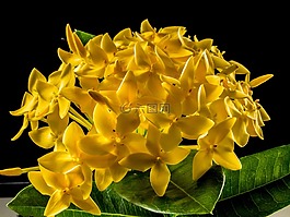 開花,花,黃色