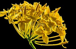 開花,花,黃色