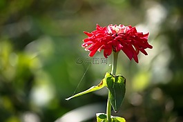 花卉,秋季,紅色