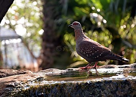 鴿子,鳥,花園