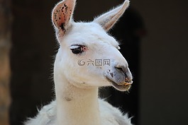 動(dòng)物,山羊,動(dòng)物園