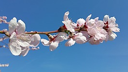 觀賞櫻花,開(kāi)花