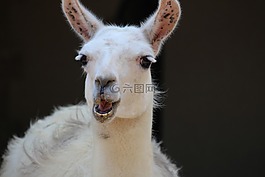 動(dòng)物,山羊,動(dòng)物園