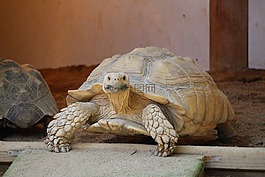 動(dòng)物,海龜,動(dòng)物園