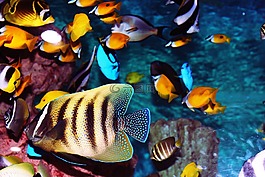 熱帶魚,水族館,魚