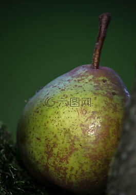 多汁,水果,同行