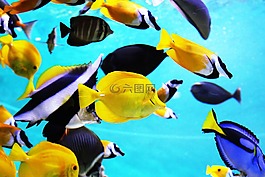 熱帶魚,水族館,魚