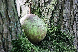 平價,樹,多汁
