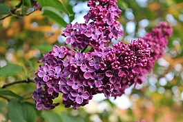 紫丁香,春天,盛開