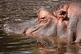 動(dòng)物,蓋,動(dòng)物園