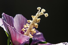 粉紅色的芙蓉,花卉,顏色
