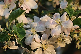 蘋(píng)果樹(shù),開(kāi)花,白