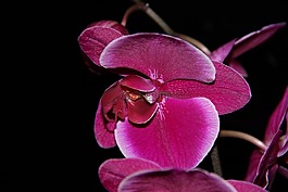 蘭花,花,工廠
