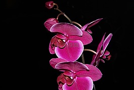 蘭花,花,工廠