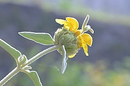 花,黃色,植物
